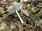 Széleslemezű fülőke (Megacollybia platyphylla), Zemplén